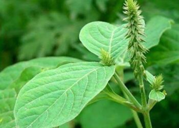 प्राकृतिक औषधि : यह पौधा पेट की लटकती चर्बी, सड़े हुए दाँत, गठिया, आस्थमा, बवासीर, मोटापा, गंजापन, किडनी आदि 20 रोगों के लिए किसी वरदान से कम नही