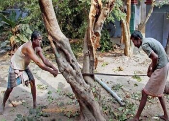 नियम सरलीकरण : अब पेड़ों की कटाई के लिए अनुमति की आवश्यकता नहीं, मात्र सूचना देनी होगी