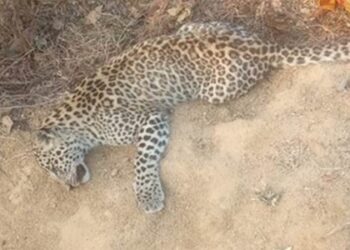 वन्यप्राणी : तेंदुए के शावक का मिला शव, मिले चोट के निशान