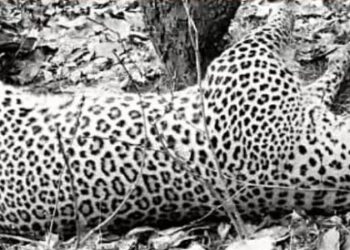 वन्यप्राणी अपडेट : तेंदुआ का शव मिला, मचा हड़कंप