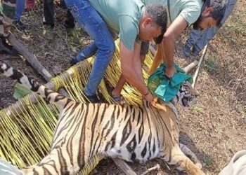 जंगल सफारी पहुंची घायल बाघिन