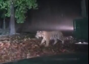 सूरजपुर में जिसे पकड़ा था, अचानकमार टाइगर रिजर्व में छोड़ा