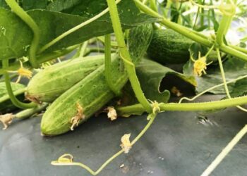 खीरा-तरबूज बेचकर स्व सहायता समूह की महिलाओं ने कमाए 68 हजार