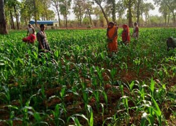 रोजगार मूलक गतिविधियों से महिलाएं बनीं आत्मनिर्भर