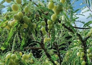 औषधीय पौधे: समय की मांग