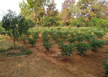 पौधारोपण महाभियान, जिले में 500 एकड़ में पौधे लगाए जायेंगे