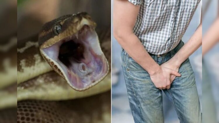 पैंट में घुसकर सांप ने किशोर के प्राइवेट पार्ट को डसा, मौत…