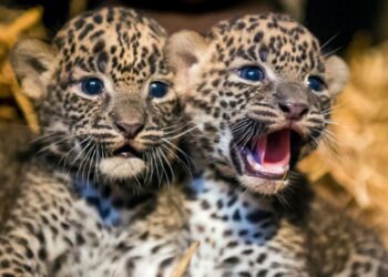 डीआरडीओ कैंपस में तेंदुए ने शावकों को जन्म दिया, कर्मियों में दशहत…