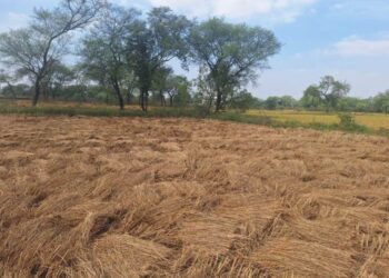 सामर्थ्य अनुसार खेतों में धान कटाई कर रहे किसान