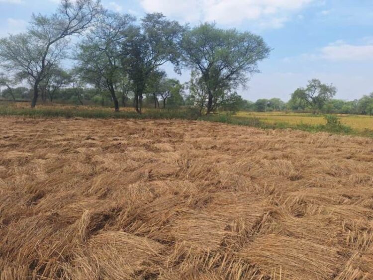 सामर्थ्य अनुसार खेतों में धान कटाई कर रहे किसान