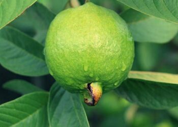 अमरूद की पत्तियों से पाएं स्वस्थ और सुंदर बाल