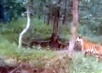 टाइगर दिखने के बाद गांव में अलर्ट, वन विभाग कररहा मॉनिटरिंग