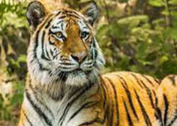 कावेरी वन्यजीव अभयारण्य में 50 साल बाद देखे गये बाघ