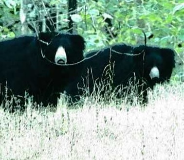 तेंदूपत्ता तोड़ने गए ग्रामीण पर भालुओं ने किया हमला…