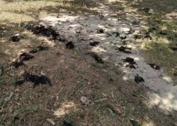 जानलेवा हुई गर्मी, लू से 300 चमगादड़ों की मौत…