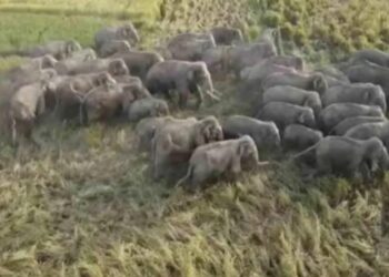 यहां घूम रहे दर्जनों हाथी, वन विभाग ने जारी किया अलर्ट…