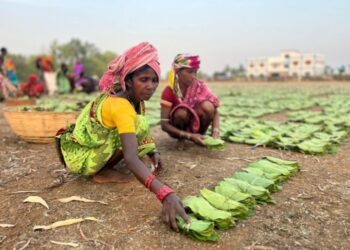 हरा सोना संग्राहकों को बैंक मित्र-सखियों से सीधे मिल रही पारिश्रमिक राशि