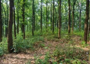 MP के दो बड़े शहरों में सिटी फारेस्ट बनाने की तैयारी