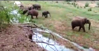 पांच दिन में 43 एकड़ धान की फसल को हाथियों ने रौंदा