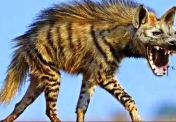 मुख्यालय में घूम रहा लकड़बग्घा, जरूरी हो तो ही घर से निकलें