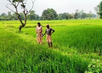 कृषि विभाग ने धान की फसल में कीट से बचाव के उपाय बताए