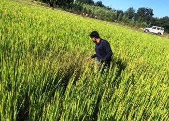 धान की परागण अवस्था और कीट-रोग प्रबंधन के महत्वपूर्ण सुझाव