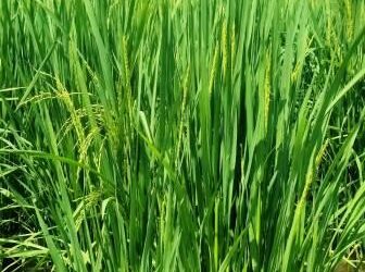 धान में झुलसा रोग और गंधी बग प्रकोप की जानकारी और प्रबंधन उपाय