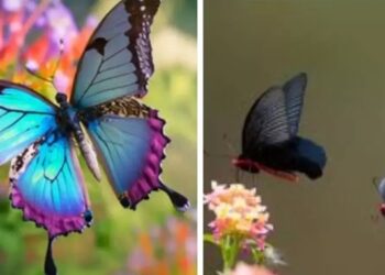 बटरफ़्लाई मीट में विभिन्न प्रजाति की तितलियों से प्रतिभागी हुए रू-ब-रू