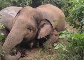 रायगढ़ में करंट की चपेट में आने से तीन हाथियों की मौत