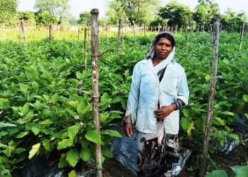 ग्राफ्टेड बैंगन की खेती से रेवती बनीं सफल किसान, कमा रहीं लाखों का मुनाफा