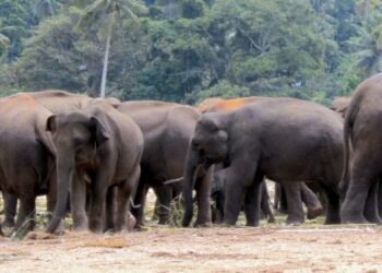 कांकेर में जंगलराज: भालू-तेंदुआ के बाद अब घूम रहा गजदल…