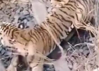 ट्रेन से टकराकर घायल हुआ बाघ, घंटों बैठा रहा पटरी पर…