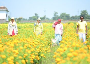 धमतरी सहित अन्य जिलों में भी बिखर रही नोमेन्द्र के गेंदा फूलों की खुशबू