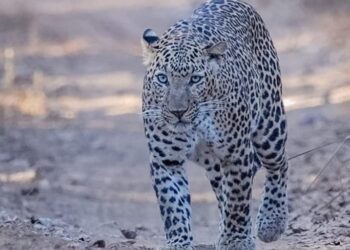 तेंदुए का आतंक: वृद्धा को घर से उठा ले गया, जंगल में मिला शव