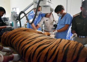 बांधवगढ टाइगर रिजर्व के नर बाघ ‘छोटा भीम’ का हो रहा उपचार