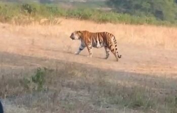 मरवाही क्षेत्र में बाघिन की एंट्री : गांवों में की जा रही मुनादी