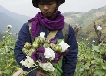 बड़ी खबर :19,000 एकड़ में अफीम की खेती नष्ट की गई, दो माह में 190 लोग गिरफ्तार