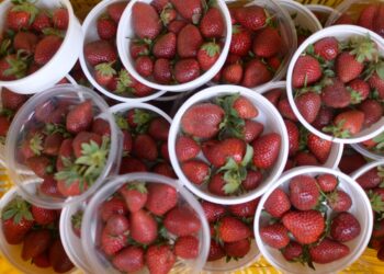 जशपुर अंचल में लोकप्रिय हो रही स्ट्राबेरी की खेती, प्रति एकड़ 3 से 4 लाख तक कमाई